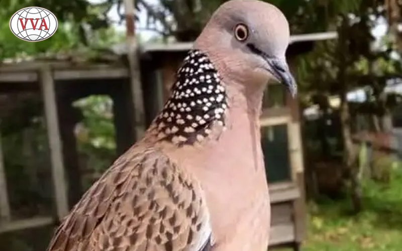  Cách Lựa Chọn Cu Gáy Kiểng Đẹp một cách dễ dàng  